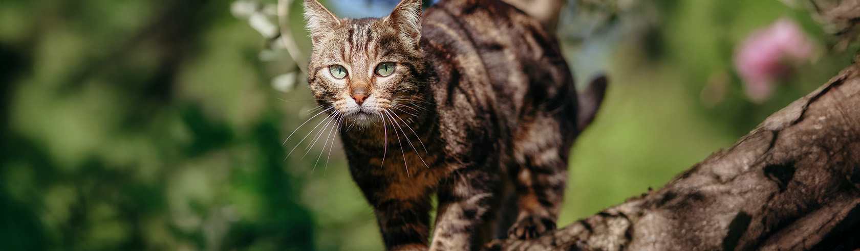 banner cat